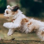Qual a melhor ração para Shih Tzu