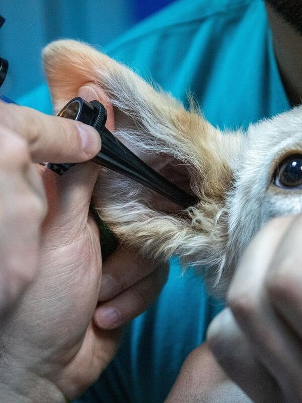 Como o oncologista veterinário atua no diagnóstico precoce e tratamento de câncer em animais