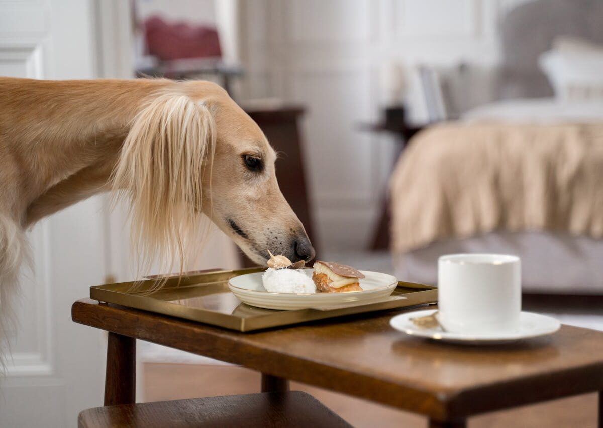 Cães sozinhos em casa