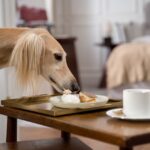 Cães sozinhos em casa