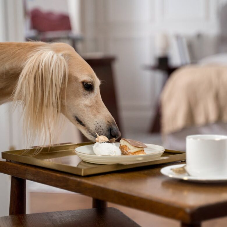 Cães sozinhos em casa