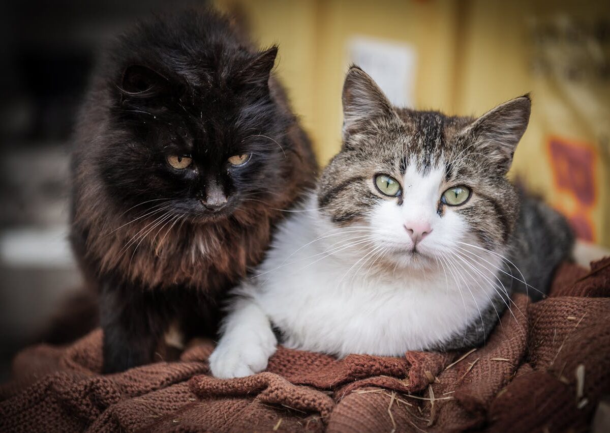 Marketing pet na web