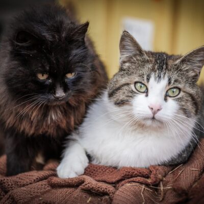 Marketing pet na web