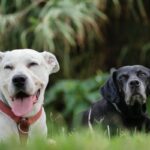 Alimentação para cães idosos