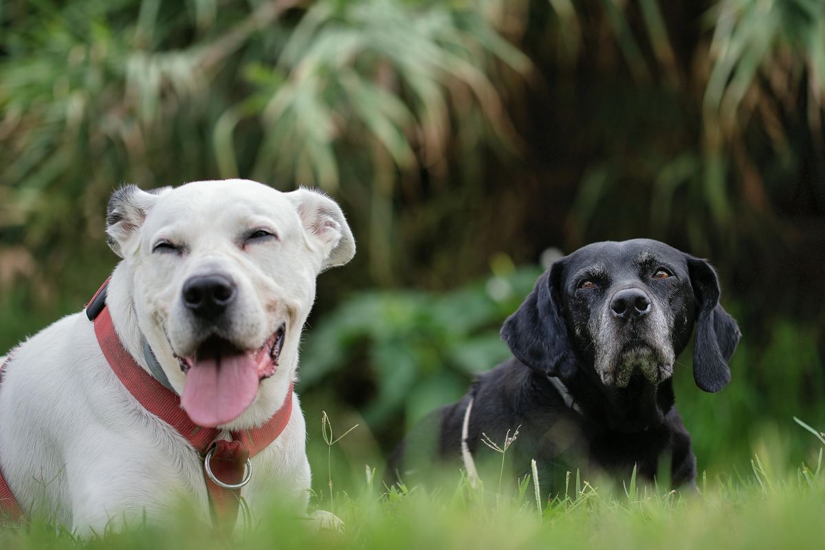 Alimentação para cães idosos