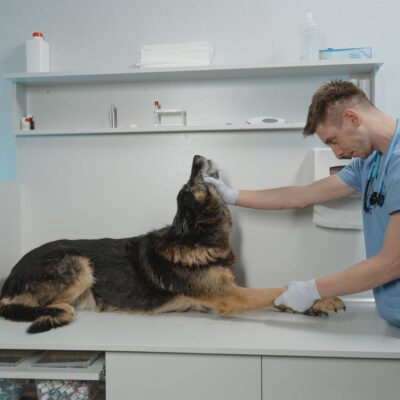 Limpeza urbana e riscos à saúde animal