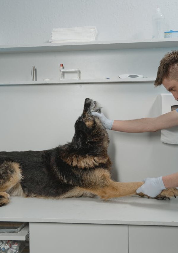 Limpeza urbana e riscos à saúde animal