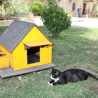 Casa pet confortável