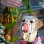 Para o adestramento positivo, o foco está em recompensar comportamentos desejados, criando uma associação positiva e duradour