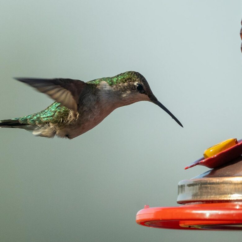 Para evitar que o cão engula a comida e passe mal, os comedouros lentos são a técnica mais eficaz. Eles possuem barreiras int