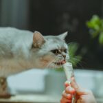 Para a Erva de Gato (Catnip), ela funciona estimulando receptores olfativos dos felinos, desencadeando euforia ou relaxamento