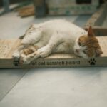 Para gatos que arranham sofá, redirecionar o instinto envolve compreender a necessidade felina de afiar as garras e marcar te