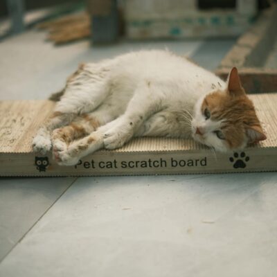 Para gatos que arranham sofá, redirecionar o instinto envolve compreender a necessidade felina de afiar as garras e marcar te
