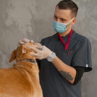 Para proteger seu cão da Leishmaniose, é crucial adotar medidas preventivas como o uso de coleiras repelentes, repelentes tóp