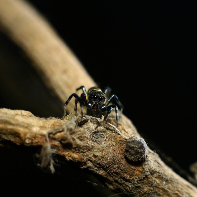 Para proteger seus pets de plantas venenosas na decoração, é crucial identificar espécies como Comigo-Ninguém-Pode, Lírio, Az