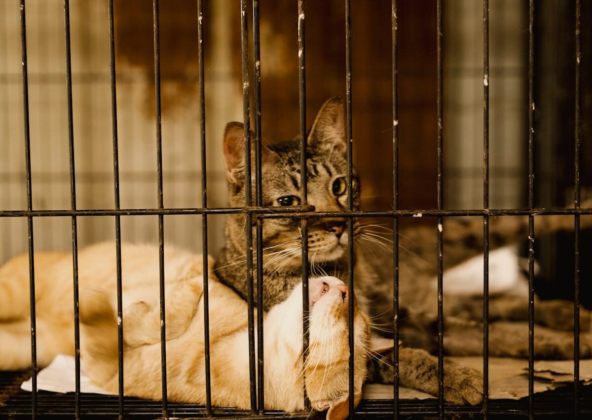 Adoção de animais em Divinópolis