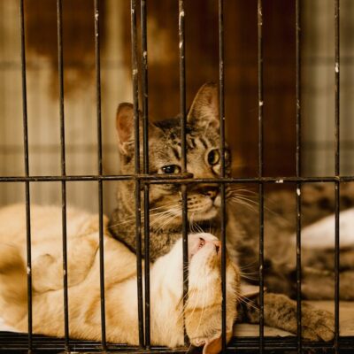 Adoção de animais em Divinópolis