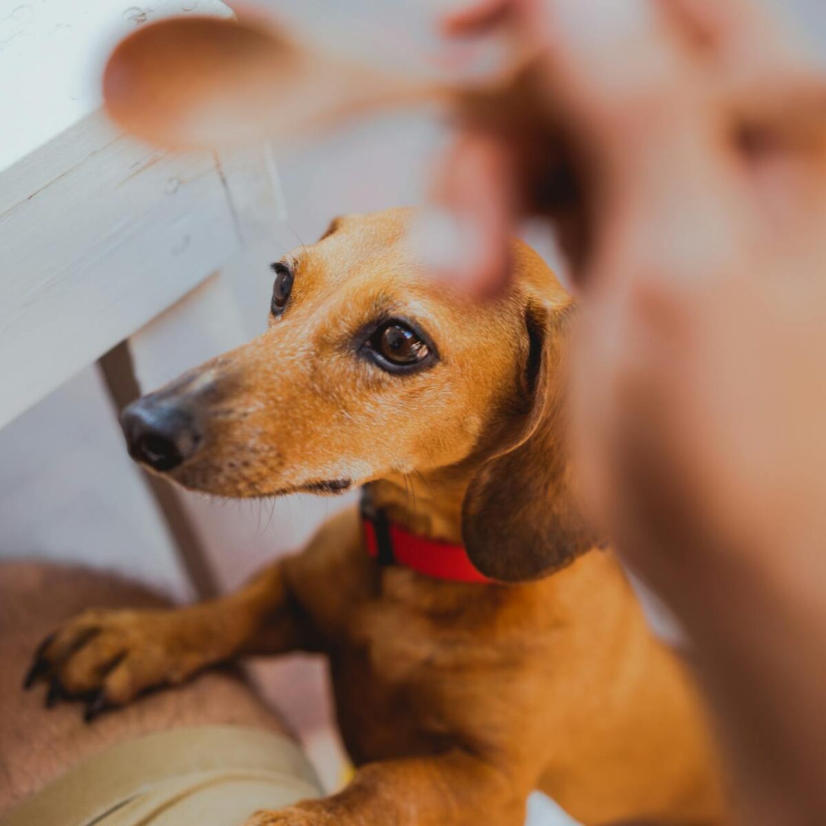 Alimentos Que Fazem Mal Para Cachorros: Lista Completa e Definitiva para Proteger Seu Cão — alimentos que fazem mal para cach