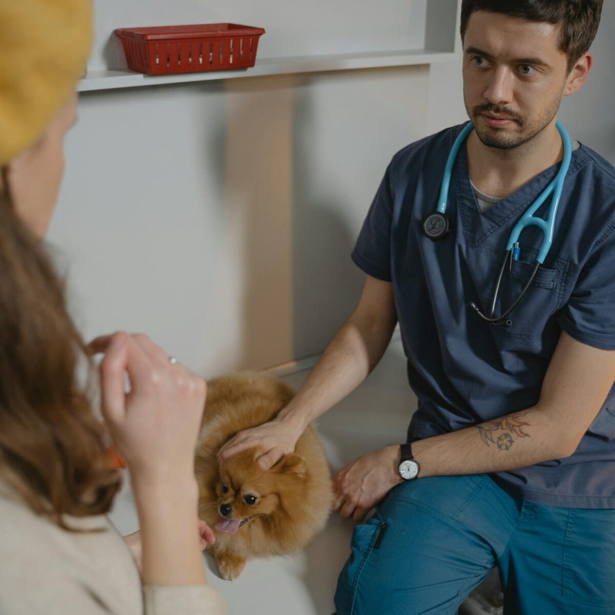 Anti-inflamatório Humano para Gatos? O Perigo que Você Precisa Conhecer! — antiinflamatório para gato pode dar remédio humano
