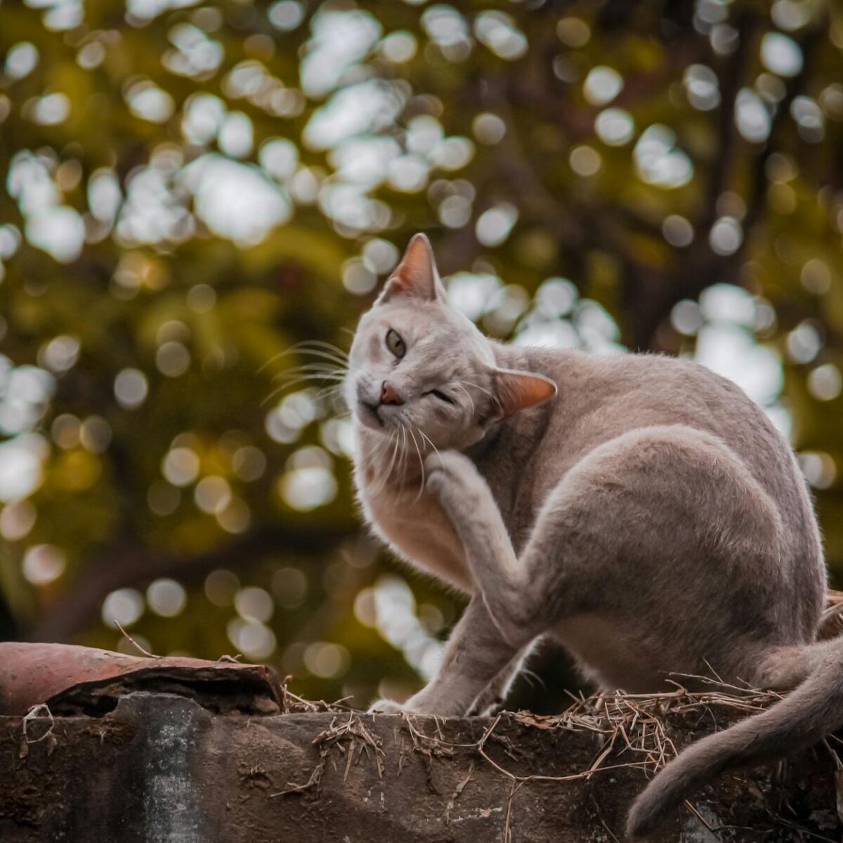 Antiparasitário para Gato: Qual o Melhor? Guia Completo e Definitivo para a Saúde do Seu Felino — antiparasitário para gato q