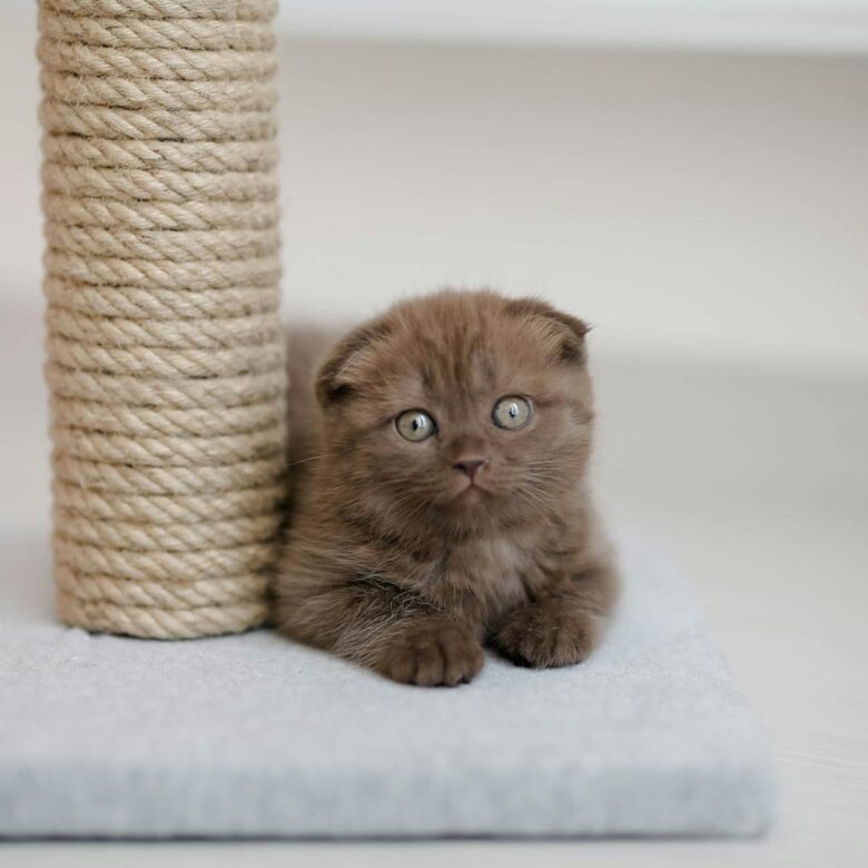 Guia Definitivo: Arranhador para Gato - Escolha o Tamanho Ideal e Acabe com os Móveis Arranhados! — arranhador para gato qual
