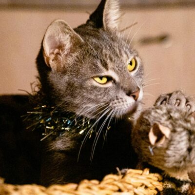 O Brinquedo Eletrônico para Gato Mais Vendido: Guia Definitivo para a Melhor Escolha e Diversão Felina — brinquedo eletrônico