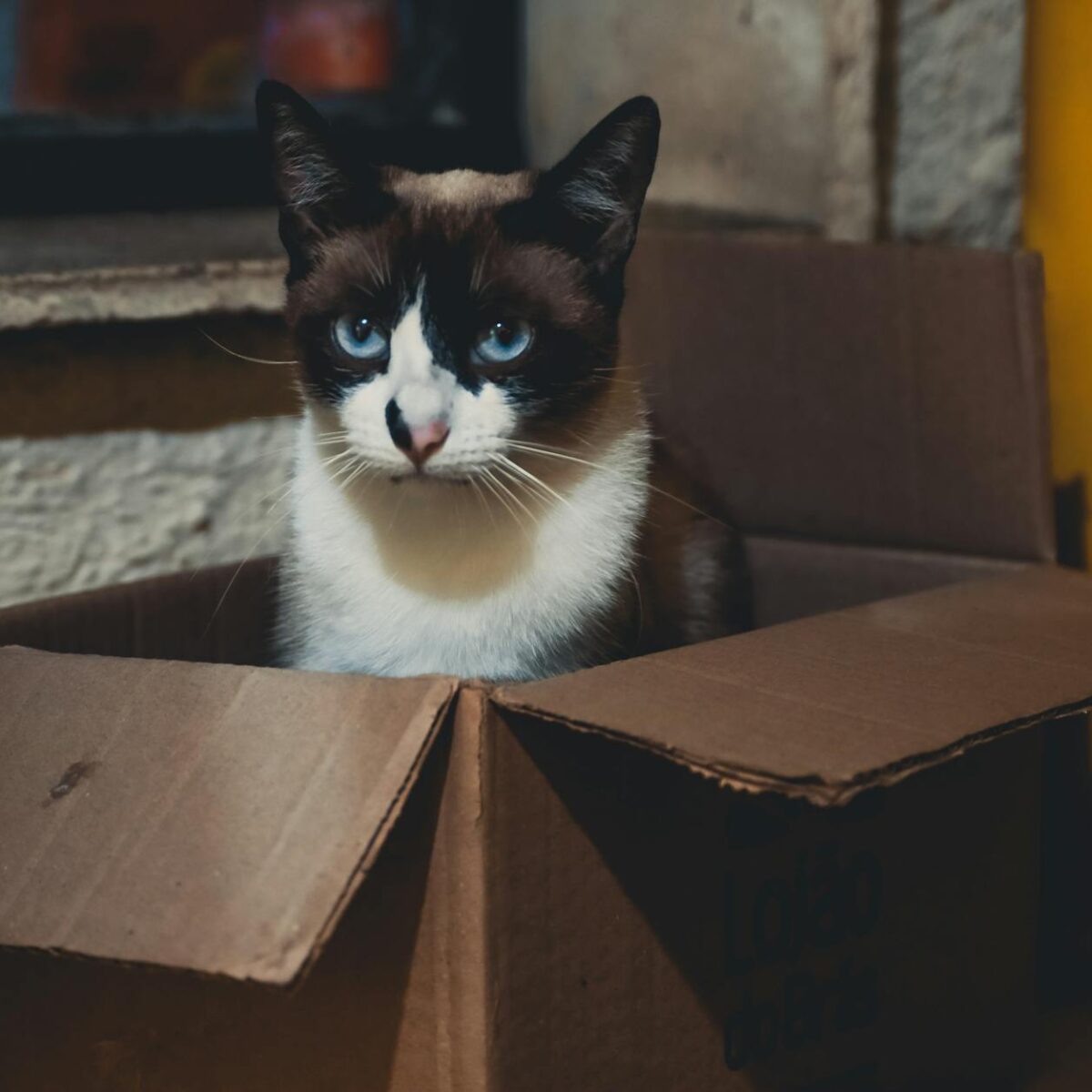 A Ciência por Trás do Amor Felino por Caixas de Papelão: Entenda e Otimize — caixa de papelão para gato por que eles amam | A