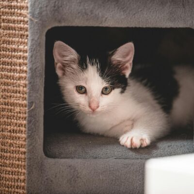 Casa para Gato com Arranhador Compacta: Guia Definitivo para Apartamentos — casa para gato com arranhador compacta apartament
