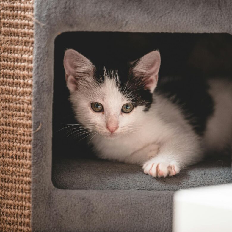 Casa para Gato com Arranhador Compacta: Guia Definitivo para Apartamentos — casa para gato com arranhador compacta apartament