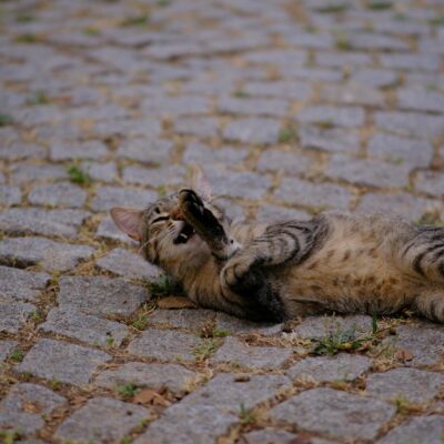 Ciúme em Gatos: Desvende os Sinais e Aprenda a Lidar com o Comportamento Felino de Forma Profissional — ciúme em gatos sinais