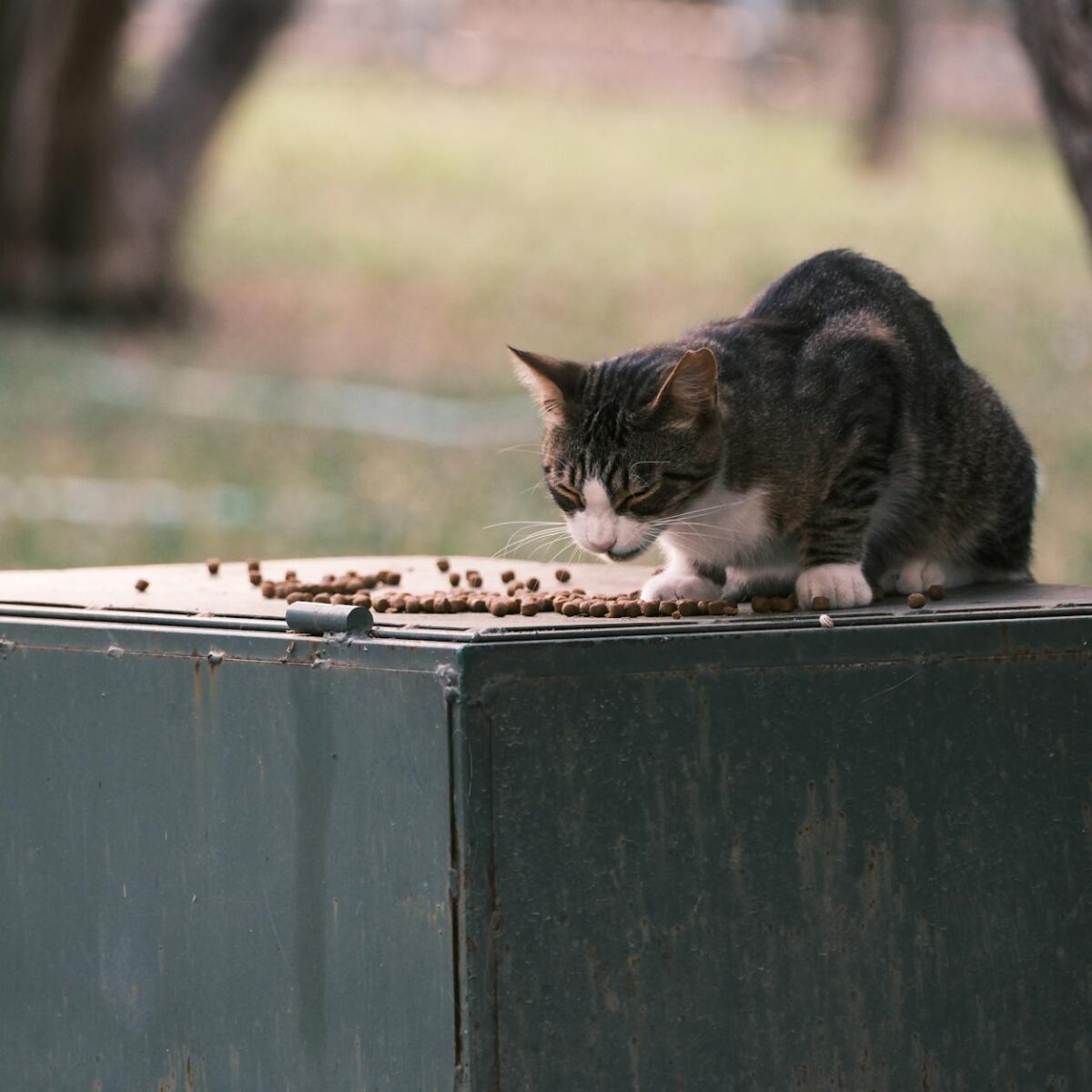 Comedouro Automático para Gato: O Guia Definitivo para Decidir se Vale a Pena — comedouro automático para gato vale a pena |