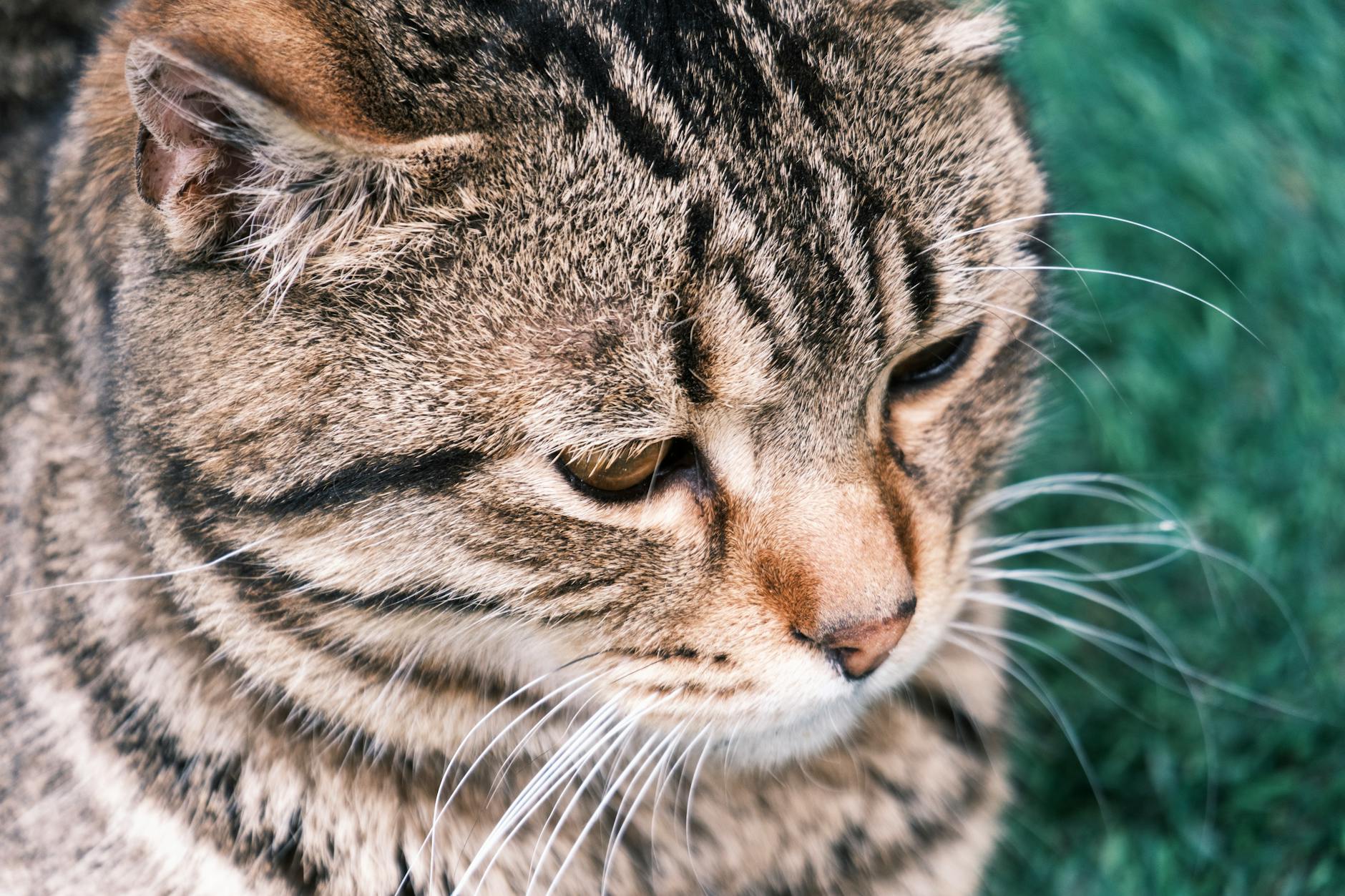 Gato Idoso Saudável: Receitas Fáceis de Comida Caseira Aprovadas por Especialistas — comida caseira para gato idoso receita fácil - Aumigos Pet