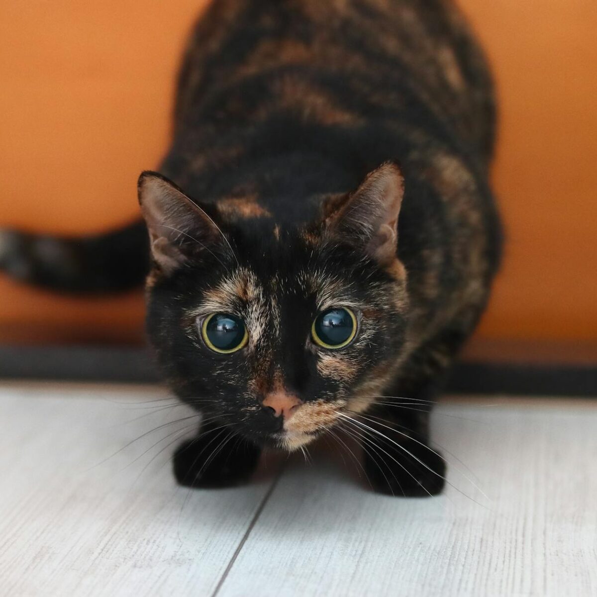 Guia Definitivo: Como Acalmar Gato Assustado por Fogos de Artifício e Proteger Seu Pet — como acalmar gato assustado por fogo