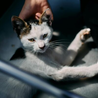 Como Adotar Gato de Rua: Guia Essencial de Cuidados Iniciais para uma Transição Amorosa — como adotar gato de rua cuidados in