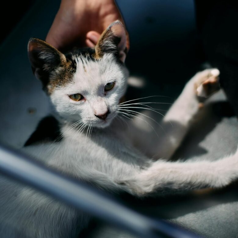 Como Adotar Gato de Rua: Guia Essencial de Cuidados Iniciais para uma Transição Amorosa — como adotar gato de rua cuidados in