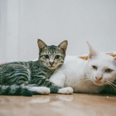 Como Apresentar Gato Novo Para Gato Residente: Guia Completo Para Uma Convivência Pacífica — como apresentar gato novo para g