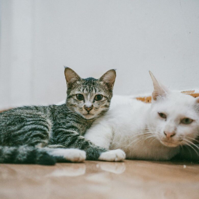 Como Apresentar Gato Novo Para Gato Residente: Guia Completo Para Uma Convivência Pacífica — como apresentar gato novo para g