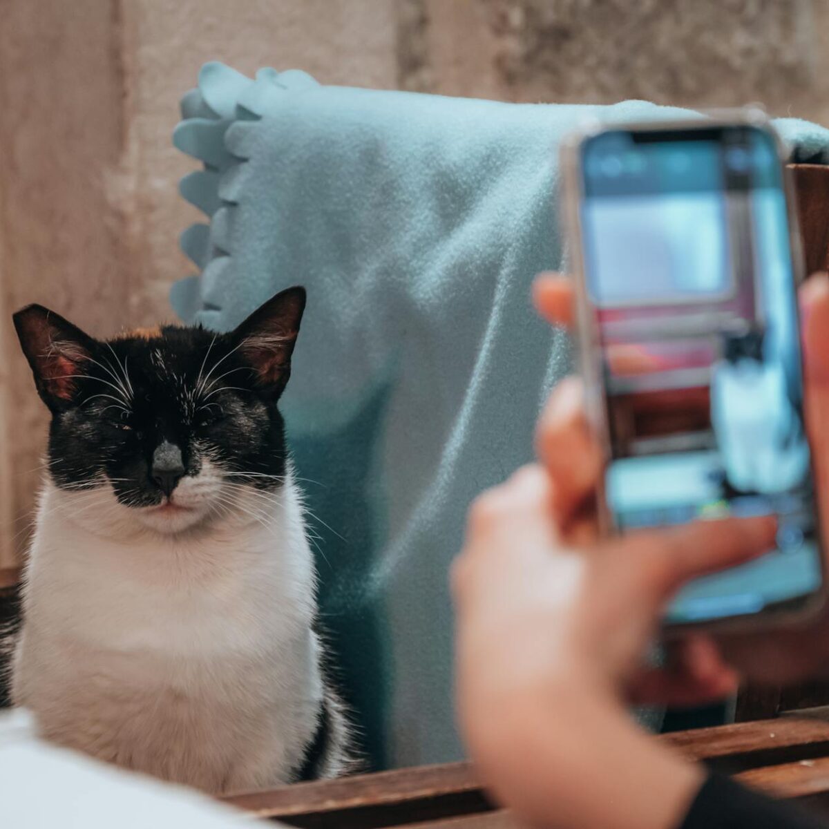 Guia Definitivo: Como Criar um Canal de Gatos no YouTube e Conquistar a Audiência Felina — como criar canal sobre gatos no yo