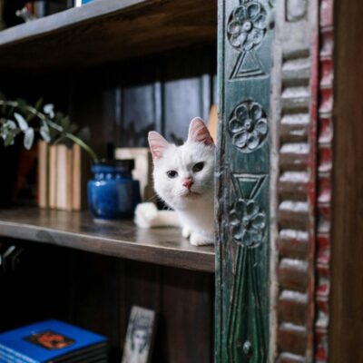 Como Enriquecer o Ambiente para Gato de Apartamento: O Guia Completo para um Felino Feliz e Saudável — como enriquecer ambien