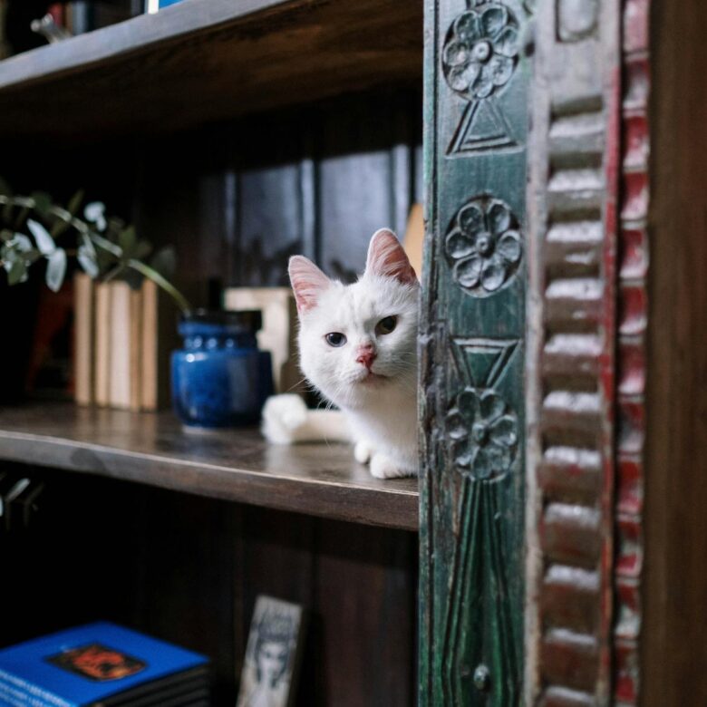 Como Enriquecer o Ambiente para Gato de Apartamento: O Guia Completo para um Felino Feliz e Saudável — como enriquecer ambien