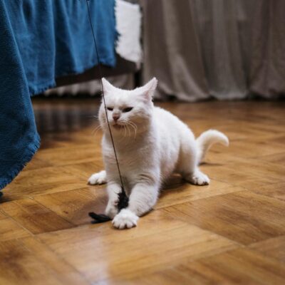 Como Escolher a Bola de Catnip Ideal para Seu Gato: Guia Completo e Definitivo — como escolher bola de catnip para gato | Aum