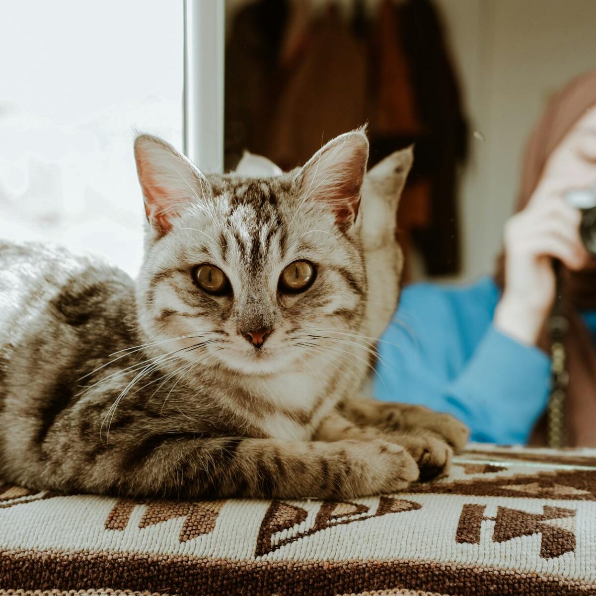 Domine a Arte: Como Fotografar Gato em Casa com Dicas Profissionais de Fotografia — como fotografar gato em casa dicas fotogr