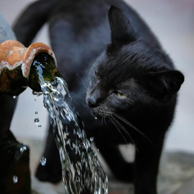 Gato Não Bebe Água? O Guia Definitivo para Hidratar seu Felino com Saúde e Eficácia — como hidratar gato que não bebe água |