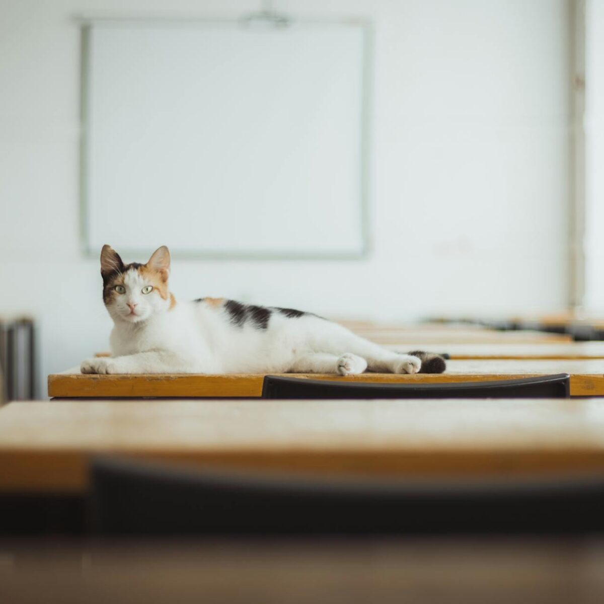 Gato Arranhando Pessoas? O Guia Definitivo para Proteger Sua Família e Educar Seu Felino — como impedir gato de arranhar pess