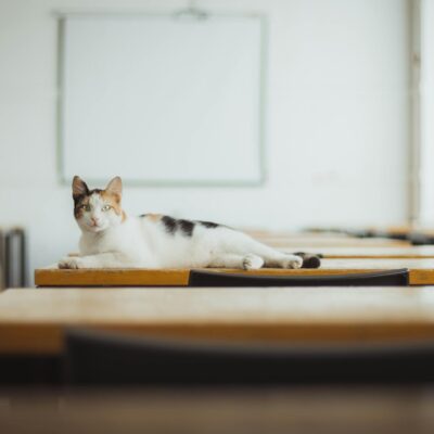 Gato Arranhando Pessoas? O Guia Definitivo para Proteger Sua Família e Educar Seu Felino — como impedir gato de arranhar pess
