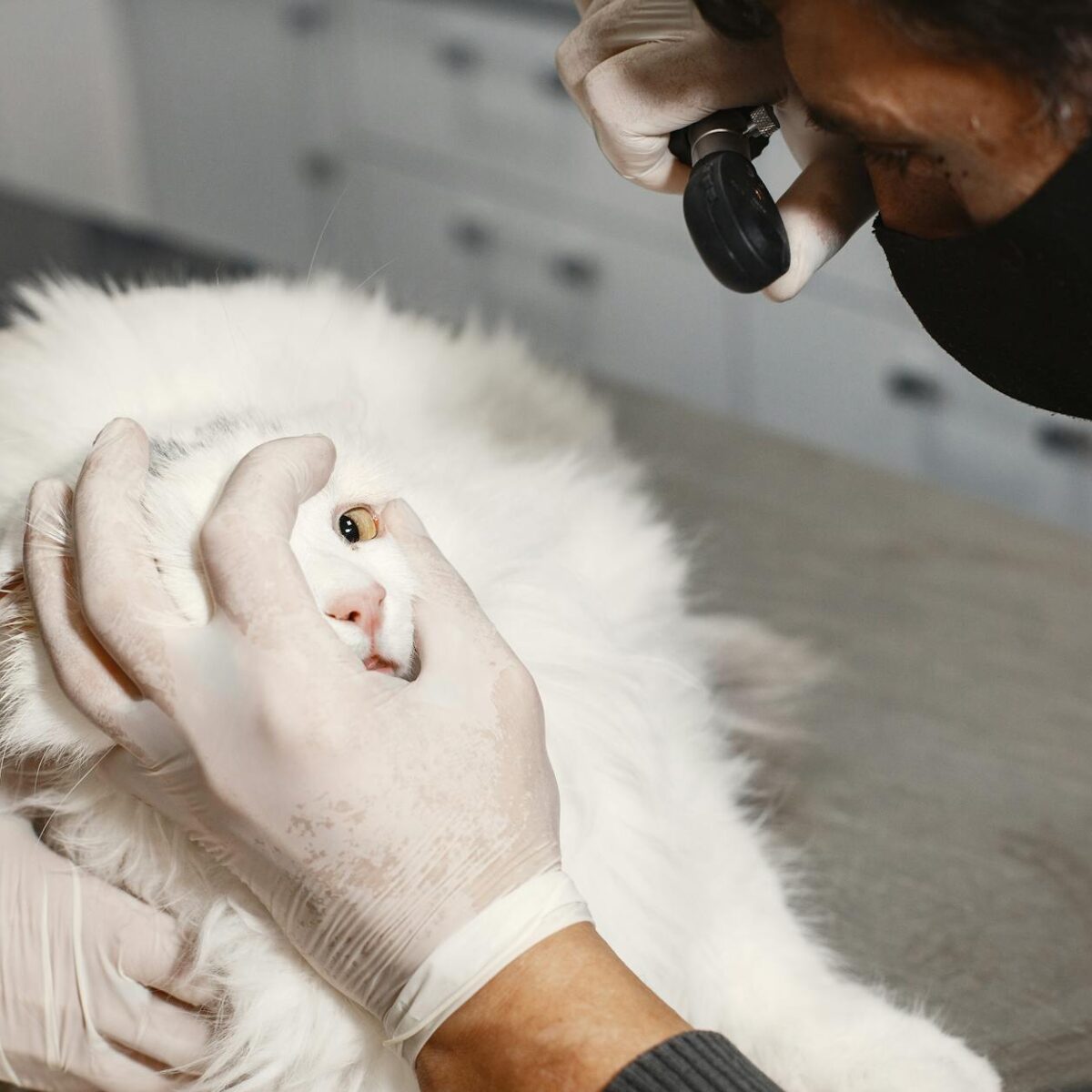 Como Prevenir Câncer em Gatos: Dicas Essenciais de Saúde para uma Vida Longa e Feliz — como prevenir câncer em gatos dicas sa