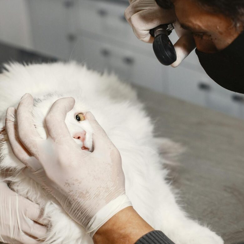 Como Prevenir Câncer em Gatos: Dicas Essenciais de Saúde para uma Vida Longa e Feliz — como prevenir câncer em gatos dicas sa