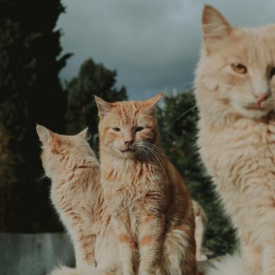 Desvendando a Idade do Gato: Tabela Comparativa Detalhada e Guia Completo — como saber a idade do gato tabela comparativa | A