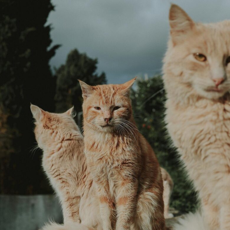 Desvendando a Idade do Gato: Tabela Comparativa Detalhada e Guia Completo — como saber a idade do gato tabela comparativa | A
