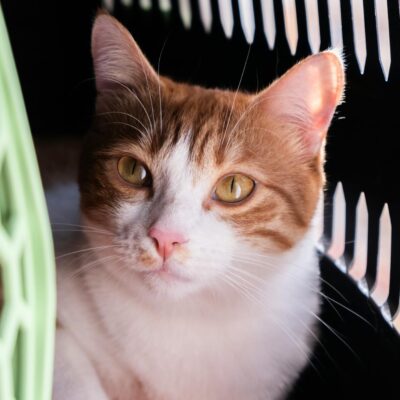 Guia Definitivo: Viaje com Seu Gato de Carro ou Avião Sem Estresse! — dicas para viajar com gato de carro ou avião | Aumigos